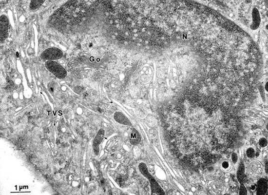 �}�������Œ�ɂ�镪���j���זE